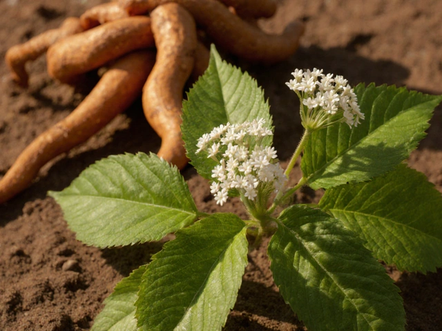 Is Ashwagandha Safe? Risks, Dosage & Who Should Avoid It